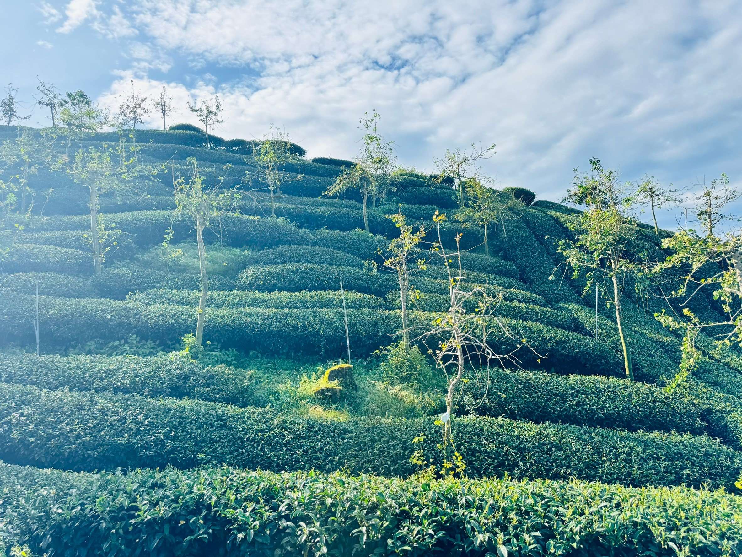 抓住阿里山一抹綠！嘉義雲隱獨境X果香茶影2日