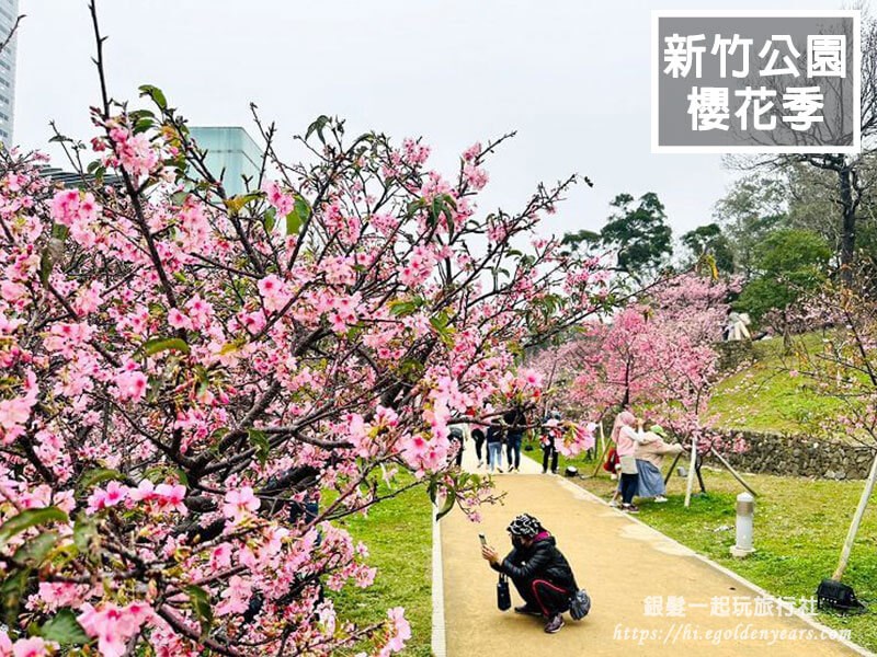 尋櫻探香訪山秘境新竹1日遊-茶園尋香，勝地追花！秘境茶香步道/賞河津櫻花林/傳承六代米粉手作/在地客家手路菜
