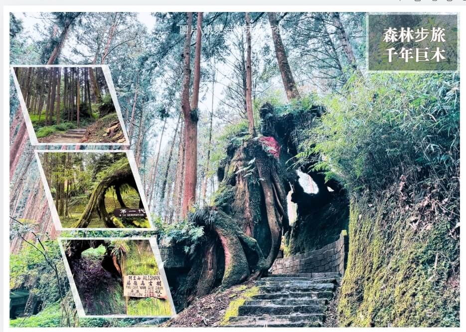 阿里山神木參觀