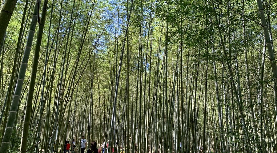 孟宗竹古戰場