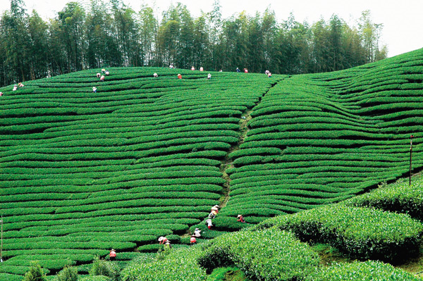 鹿谷茶園