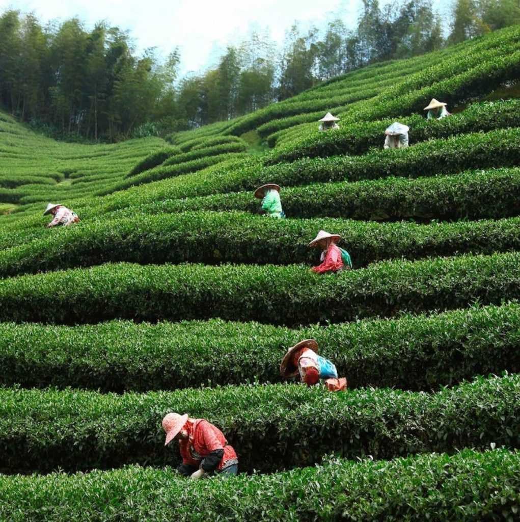鹿谷茶園