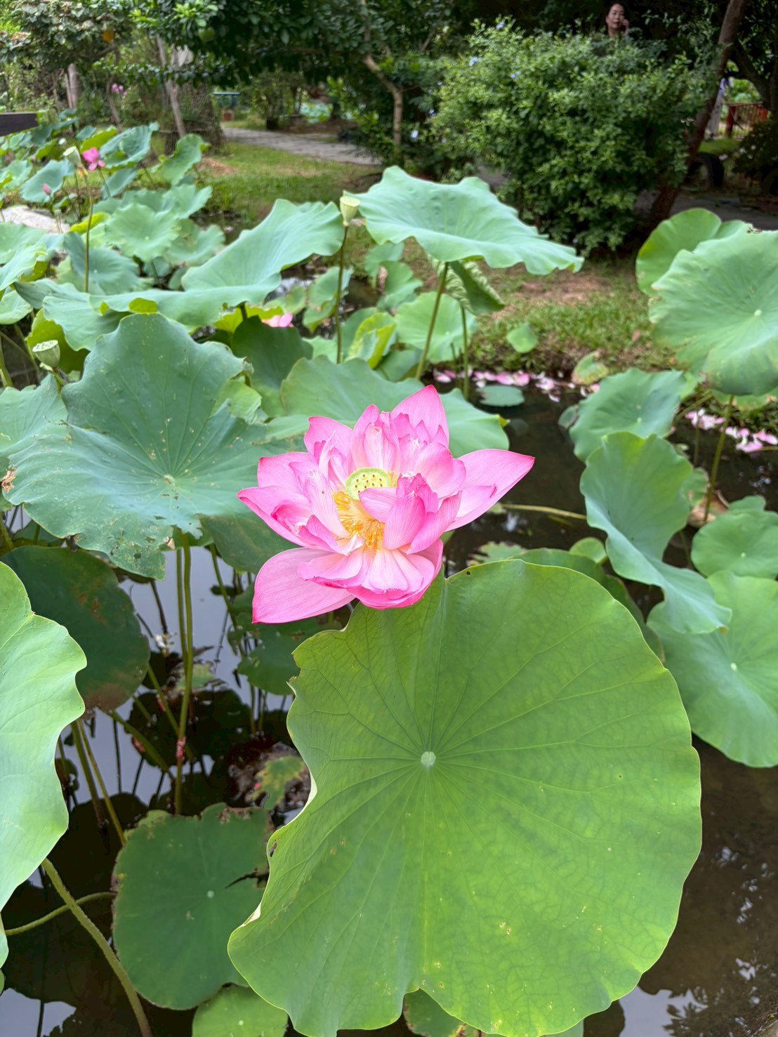 蓮荷園休閒農場