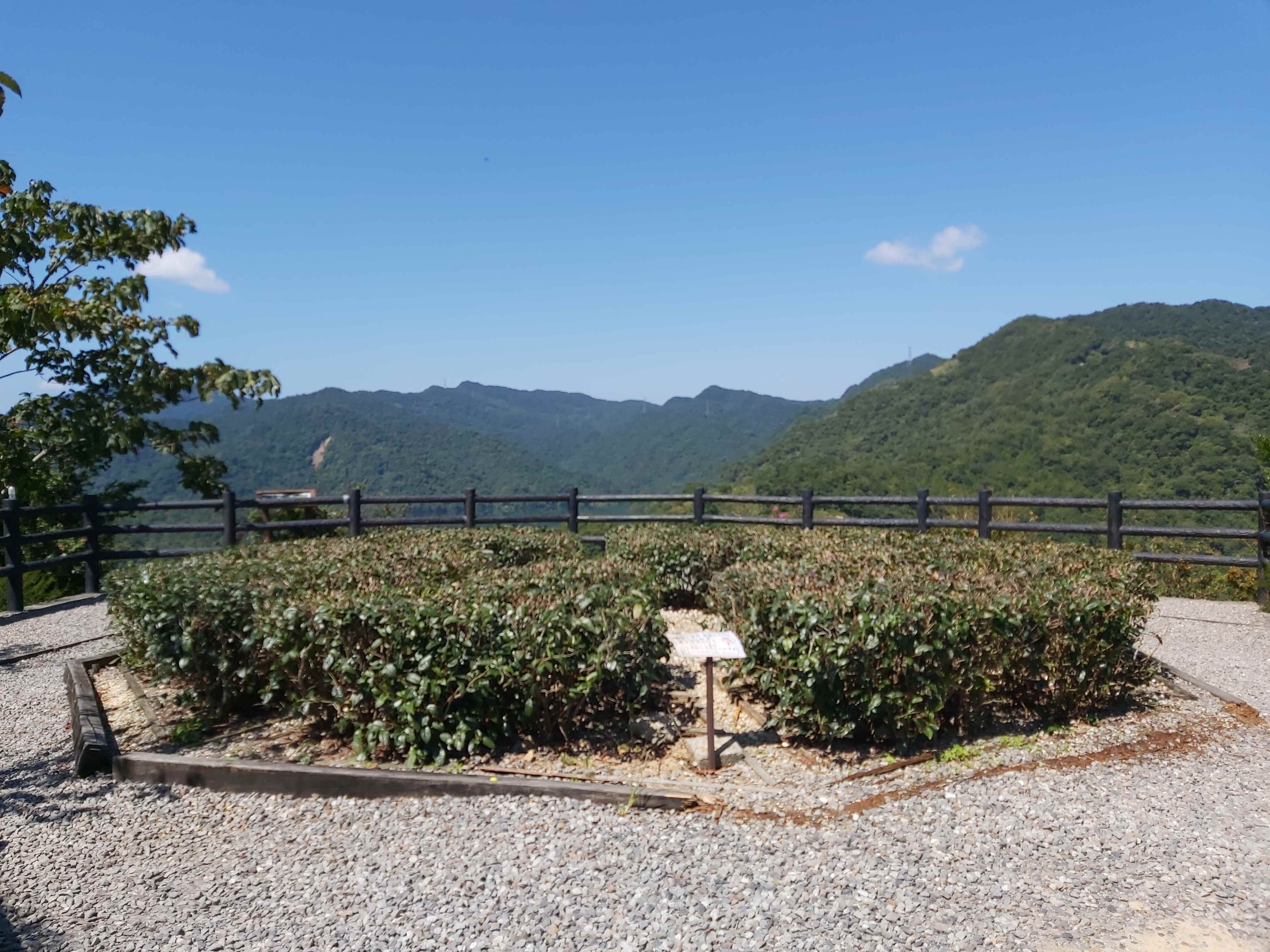 八卦茶園