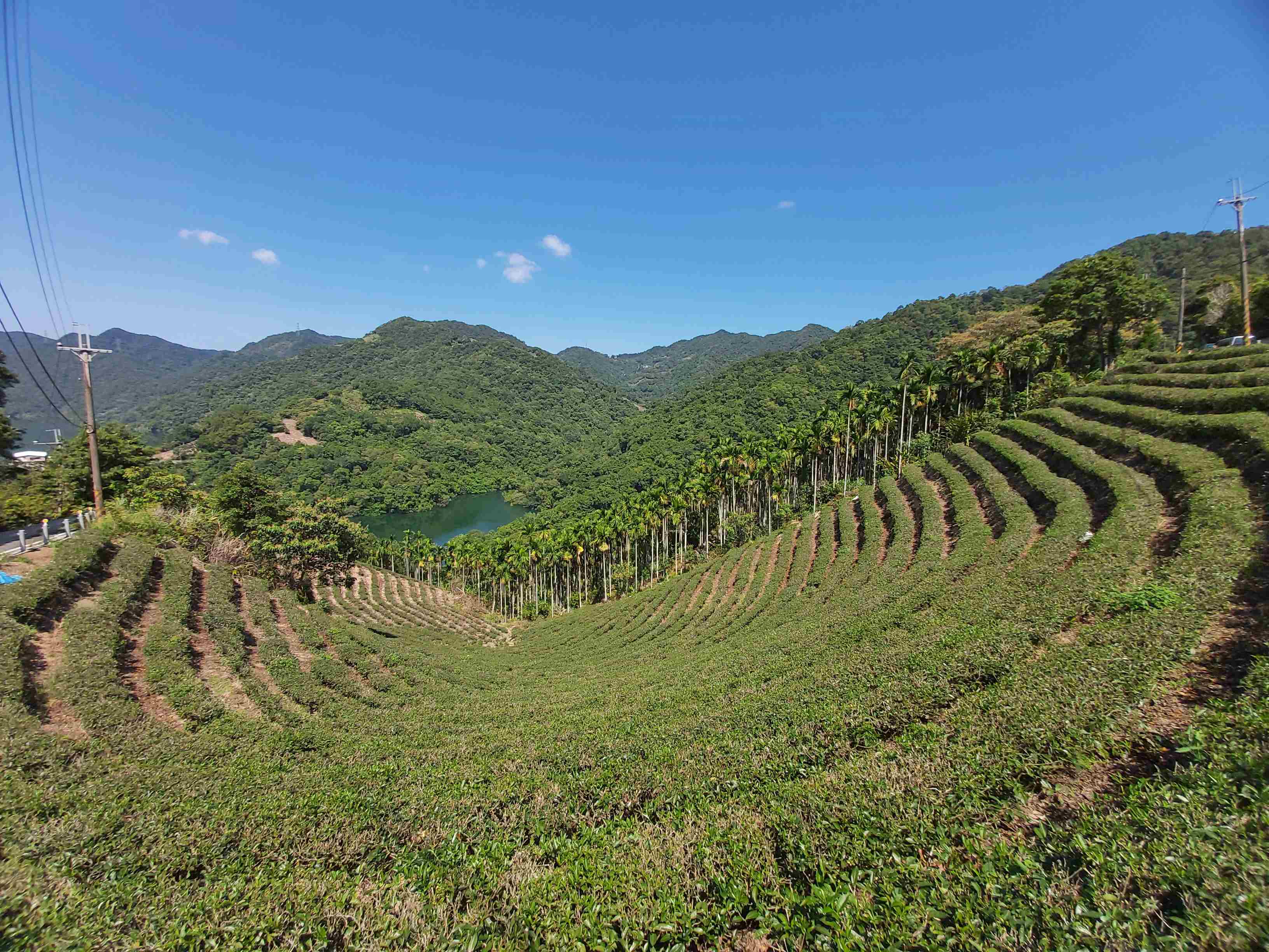 八卦茶園