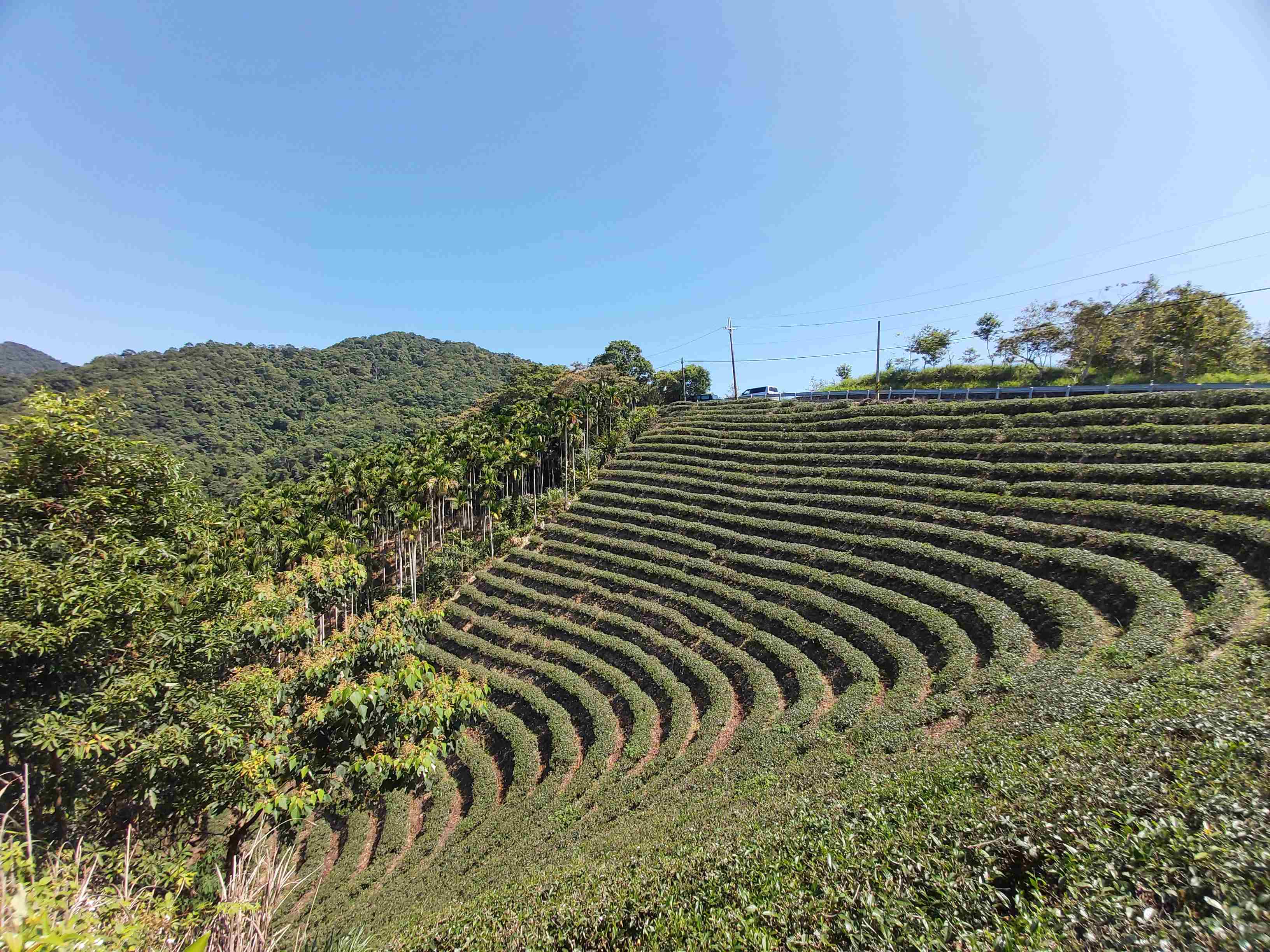 八卦茶園